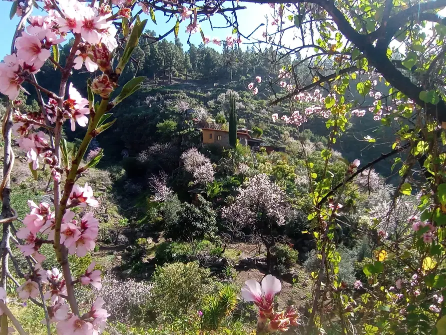 yoga retreat canary island oasis vidyamor 1